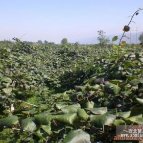 四川原產(chǎn)地紅陽(yáng)獼猴桃苗木直銷批發(fā)