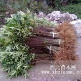 30公分花椒苗多少錢(qián)一棵