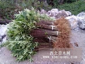 30公分花椒苗多少钱一棵