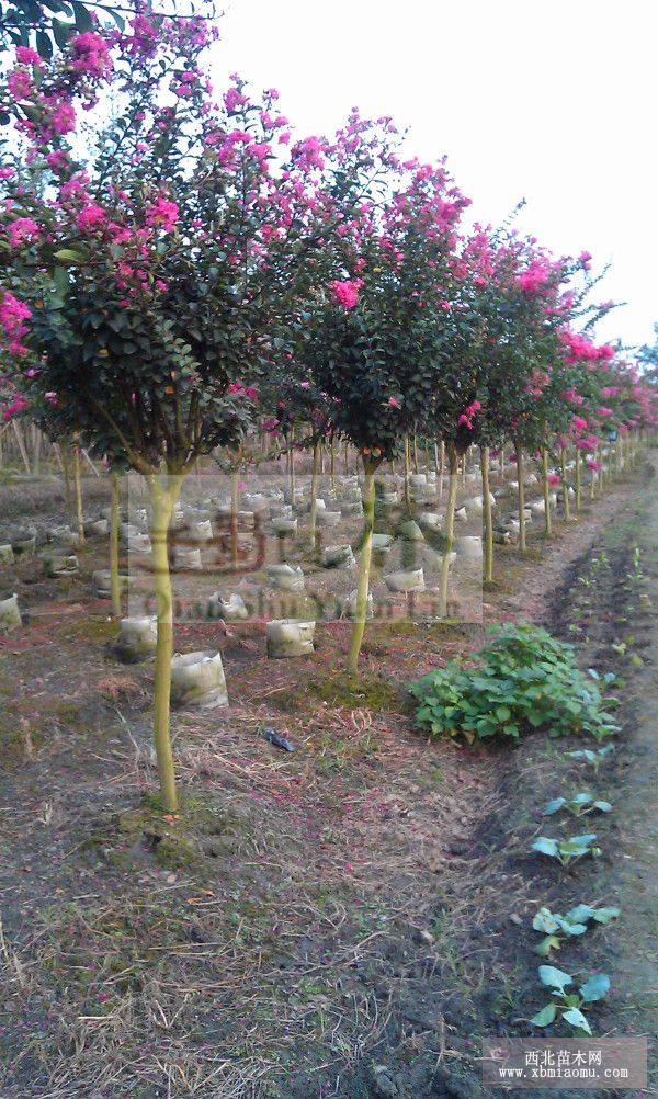 大紅花紫薇基地