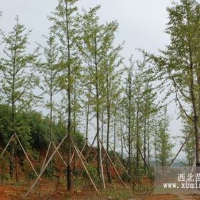 大量供應(yīng)銀杏 苗木園地6000畝