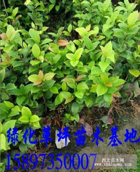 湘潭马尼拉草皮