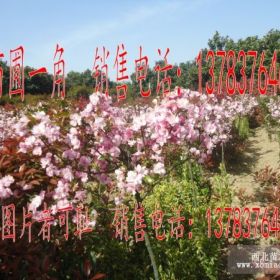 河南花木，河南苗木，河南花木價格