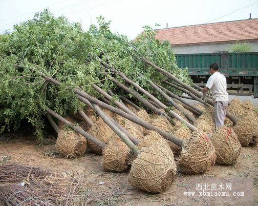 國(guó)槐欒樹(shù)白蠟法桐