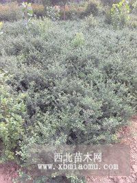 舒晗園林供應灑金柏小苗 龜甲冬青小苗