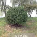 江蘇沭陽(yáng)舒晗園林小葉黃楊球2米冠