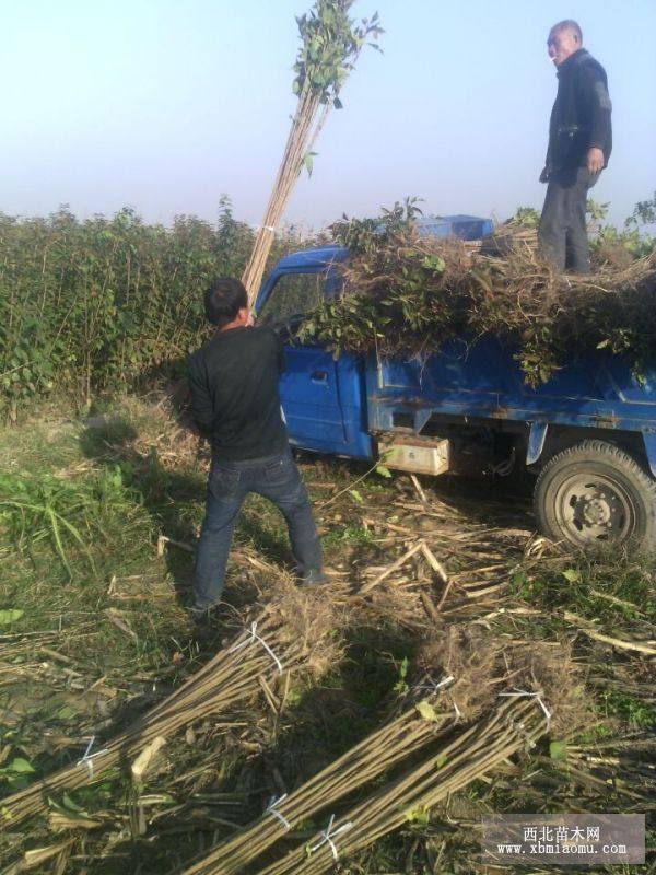 樱花苹果樱桃葡萄