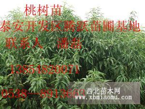 大红桃桃树苗 大红桃桃树苗新品种