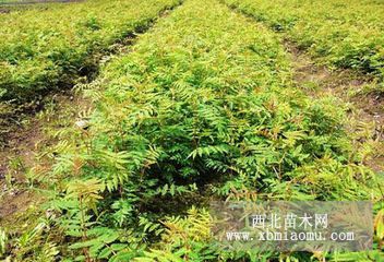 花楸苗報價，遼寧花楸苗基地，自家花楸苗