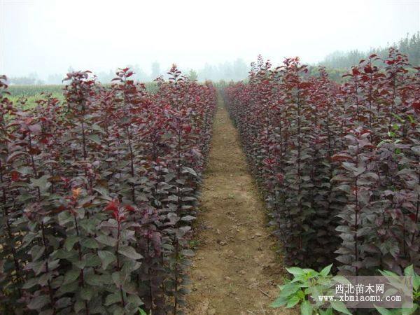 山東紅葉李樹苗