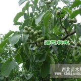 核桃苗價(jià)格，核桃苗種植技術(shù)，好