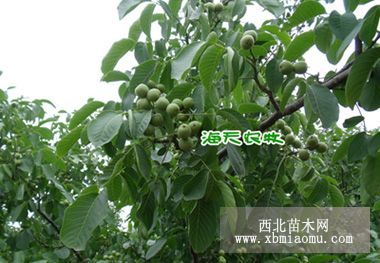 核桃苗價(jià)格，核桃苗種植技術(shù)，好