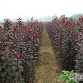 山東紅葉櫻花苗 山東紅葉櫻花樹苗