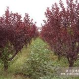 5公分紅葉碧桃 沭陽紅葉碧桃基地