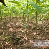 核桃苗山西核桃苗价格3-8核桃树