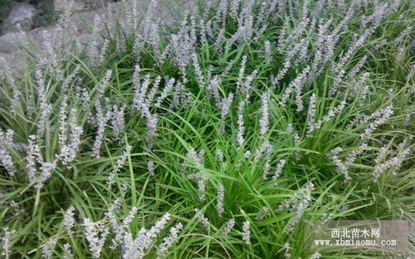 山東耐寒草花麥冬