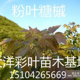 花葉復(fù)葉槭@紅葉復(fù)葉槭@復(fù)葉槭