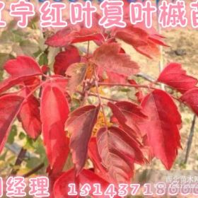 紅葉復(fù)葉槭苗@@@紅葉復(fù)葉槭苗