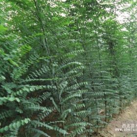 平顶山绿化苗平顶山大叶女贞红叶李