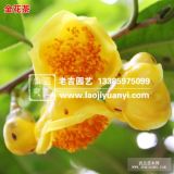 老吉园艺供应国宝金花茶等茶花苗