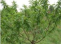 一年生桃樹(shù)苗種植基地