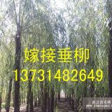 15公分嫁接垂柳-嫁接垂柳价格