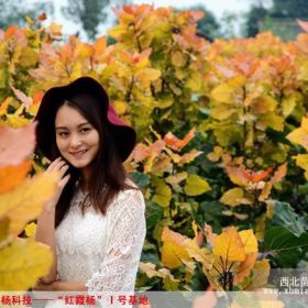 山東蚌埠“紅霞楊”Ⅰ號金紅楊楊樹