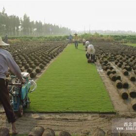 马尼拉草坪实方到工地铺完算付款