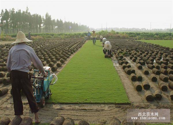 馬尼拉草坪