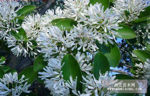 桂花砧木油根子苗