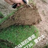 貴州草皮、貴州馬尼拉草皮全新行情