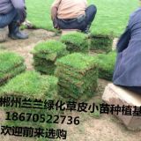 基地自銷高質(zhì)量廣西草皮