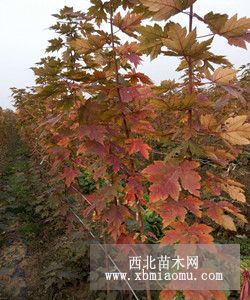 出售美國(guó)秋紅楓一年苗