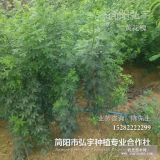 簡陽市弘宇苗木-優(yōu)質(zhì)黃花槐-綠化