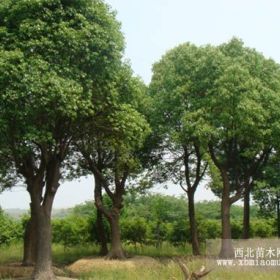 香樟  香樟价格   江苏香樟基