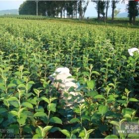 金旅苗圃樱桃苗樱桃树专