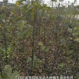 簡陽科華苗木-優(yōu)質(zhì)蜀新一號