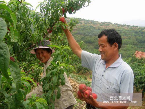 水蜜桃树苗