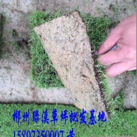 福建绿化草坪价格