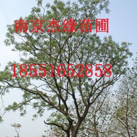 2014南京各種規(guī)格苦楝樹(shù)報(bào)價(jià)