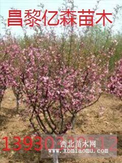 河北香花槐占地苗價(jià)格綠化苗批發(fā)