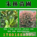 桂花苗木，桂花苗木供應(yīng)商