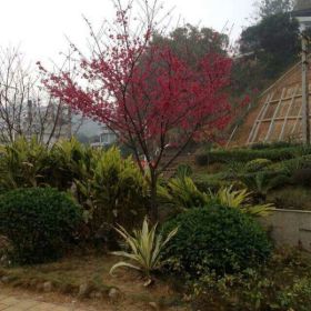 大红福建山樱花