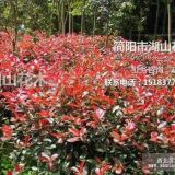 簡(jiǎn)陽(yáng)市湖山花木-紅葉石楠