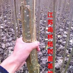 江苏107杨树苗种植基地