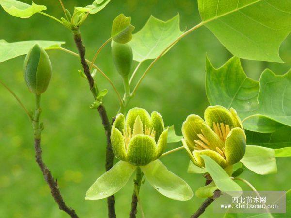 马褂木（鹅掌楸）