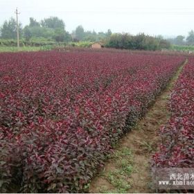 大量出售叢生紅葉李