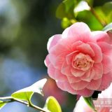 供應(yīng)耐冬茶花 耐冬茶花價(jià)格