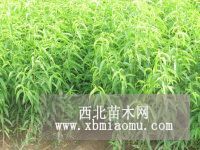 焦作哪里有賣(mài)果樹(shù)苗綠化苗的