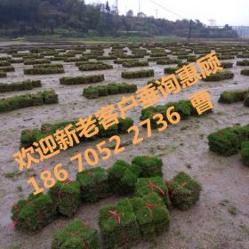 草皮价格、草坪价格、草皮是什么价